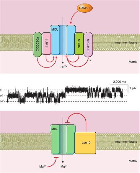 mitopoiesi chanel|Mitochondrial channels: ion fluxes and more .